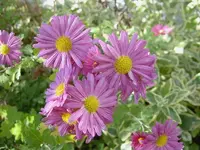 Herbstastern v.webp