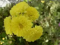 Herbstastern v (1).webp