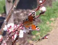 Schmetterling1.webp