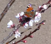 Schmetterling2.webp