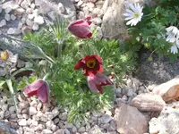 P1100826_600_450.webp