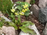 P1100777_600_450.webp
