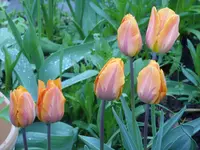 Fotos 001.webp