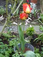 Fotos 002.webp
