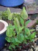 Fotos 006.webp