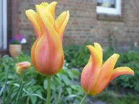 Fotos 009.webp