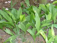 5.Mai 2010 013.webp