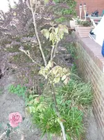 5.Mai 2010 015.webp
