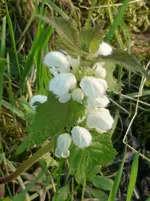 5.Mai 2010 024.webp