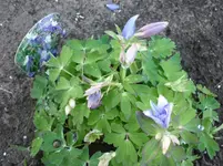 5.Mai 2010 002.webp