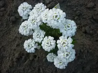 5.Mai 2010 005.webp