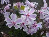 5.Mai 2010 008.webp