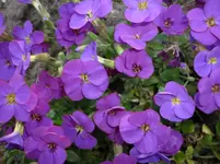 5.Mai 2010 010.webp