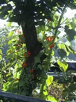 Gartenmisch2.webp