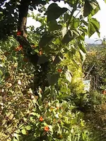Gartenmisch.webp