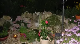 garten 2009 073.webp