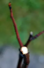 feige6.webp