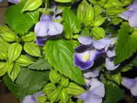 003.webp