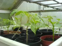 Tomatenpflanzen.webp