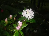 6.5.2010 003.webp