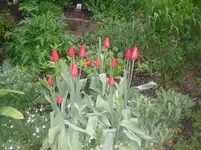 6.5.2010 014.webp