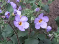 Suteranova Big Blue.webp