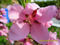 SDC11116.webp