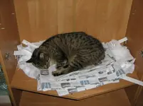 Katzenschlaf_1.webp