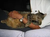 Katzenschlaf_2.webp