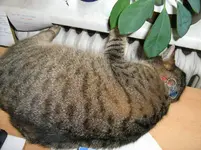 Katzenschlaf_5.webp