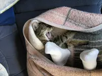 Katzenschlaf_6.webp