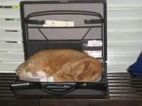 Katzenschlaf_7.webp