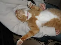 Katzenschlaf_9.webp