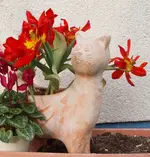 Tulpenkatze.webp
