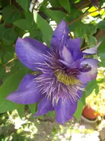 100_1825.webp