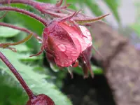 IMG_4575_1024x768.webp