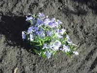 Mai 013.webp