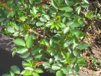 003.webp