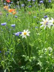 Mohn, Kornblumen und Dahlien.JPG