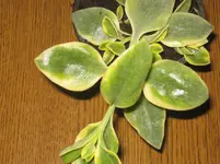 001.webp