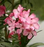 IMG_0733.webp