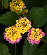 IMG_0757.webp
