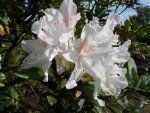 Rhododendron 5.5.10.jpg