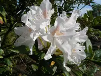 Rhododendron 5.5.10.webp