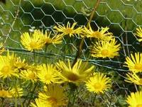 Gemswurz 05.05.10.webp