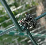 Fliegen.webp