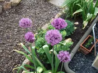 allium2.webp