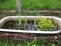 Garten Mai2 001.webp