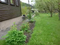 Garten Mai2 004.webp
