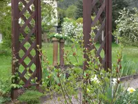 Garten Mai2 008.webp